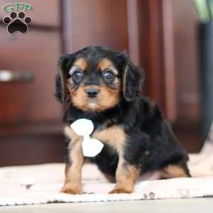 Lenny, Cavalier King Charles Spaniel Puppy